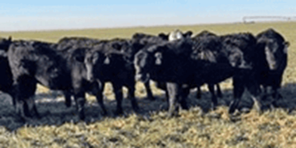 74 Angus & BWF Rep. Heifers... Southwest KS