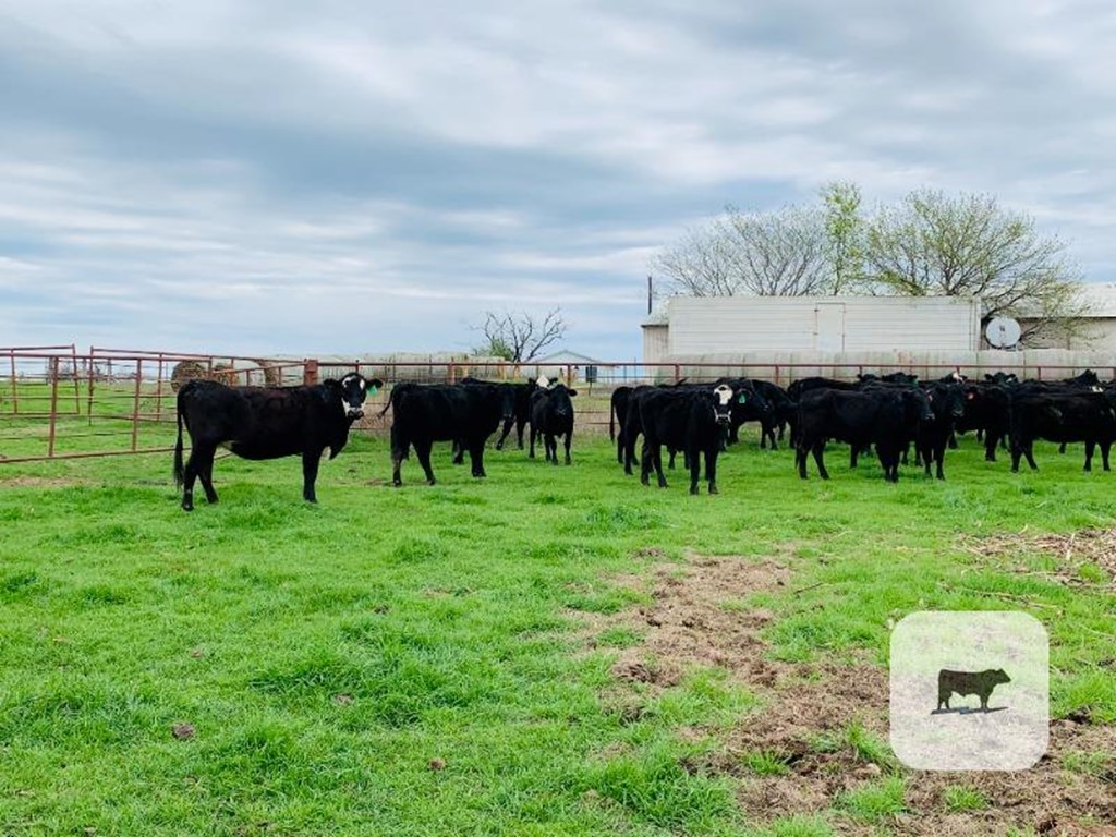 Cattle Range Listing Photo