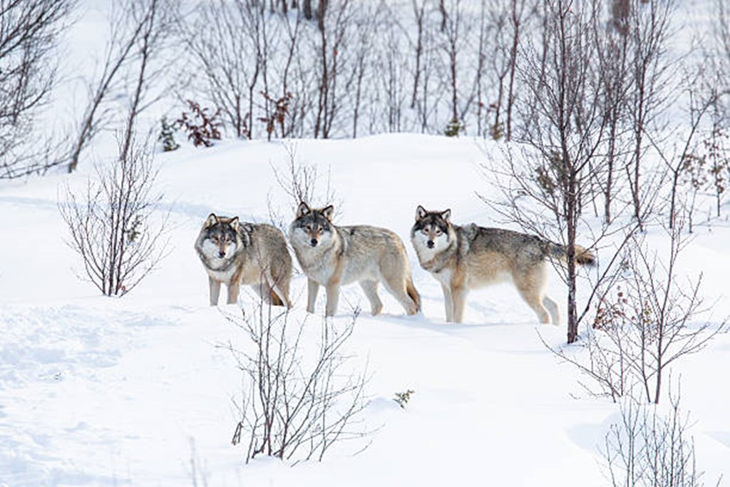 Colorado Cattle Industry Sues Over Wolf Reintroduction