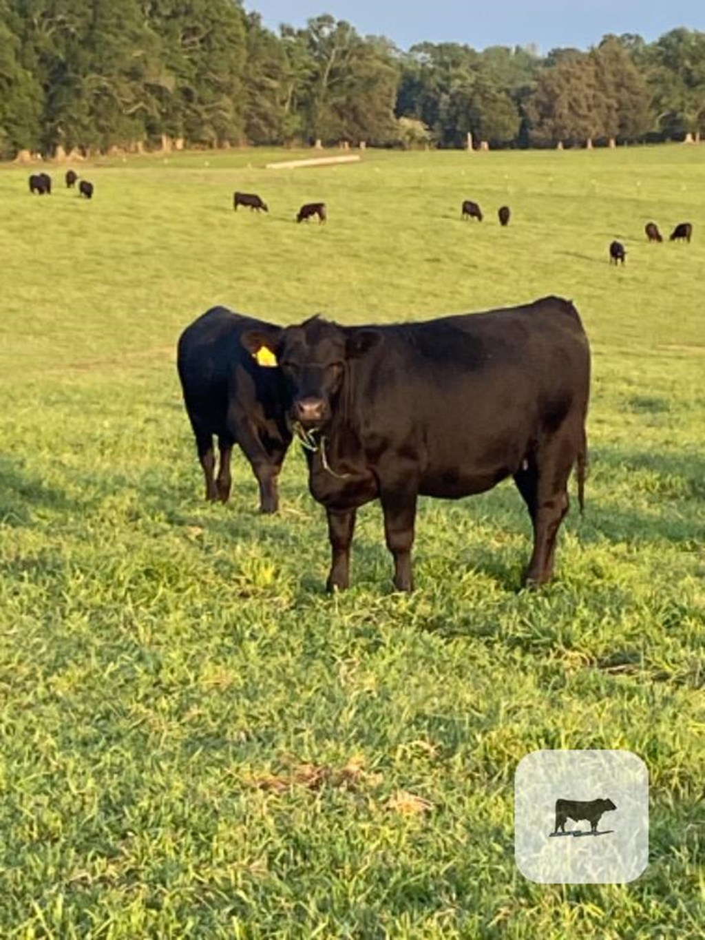 Cattle Range Listing Photo