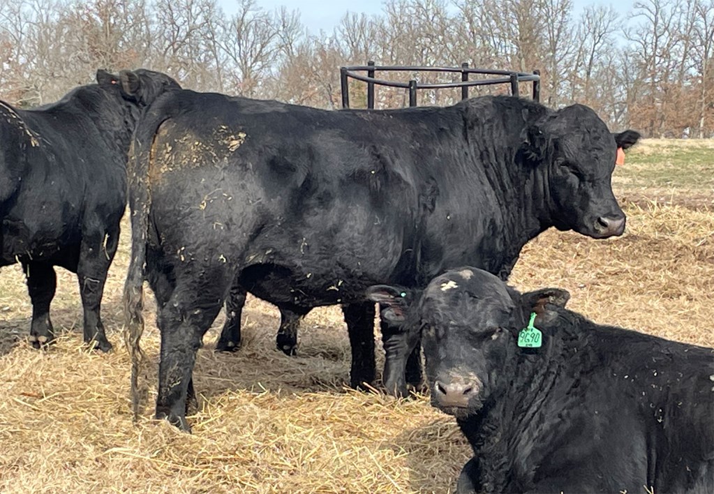 Bull to Female Ratios: Preparing for Breeding Season