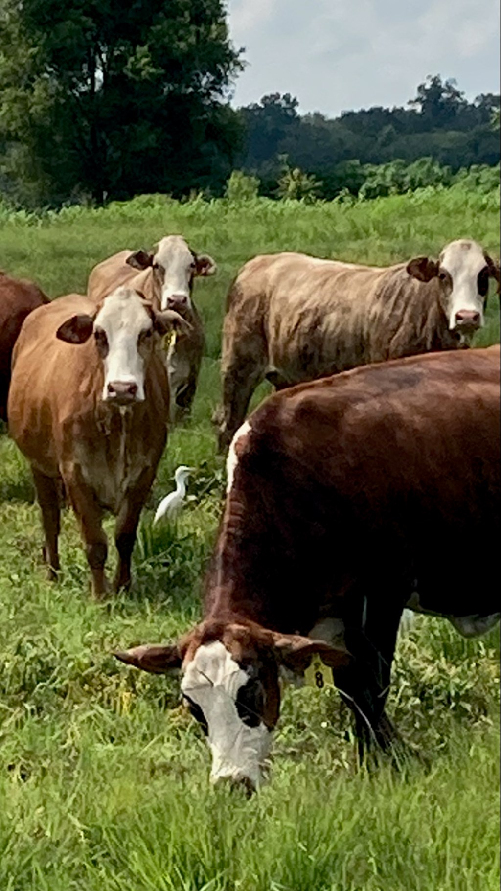 Cattle Range Listing Photo