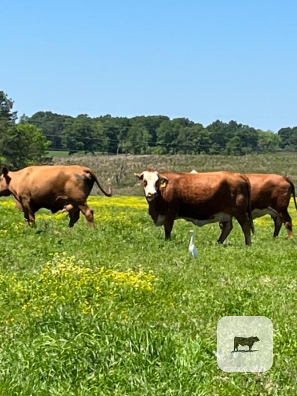 Cattle Range Listing Photo