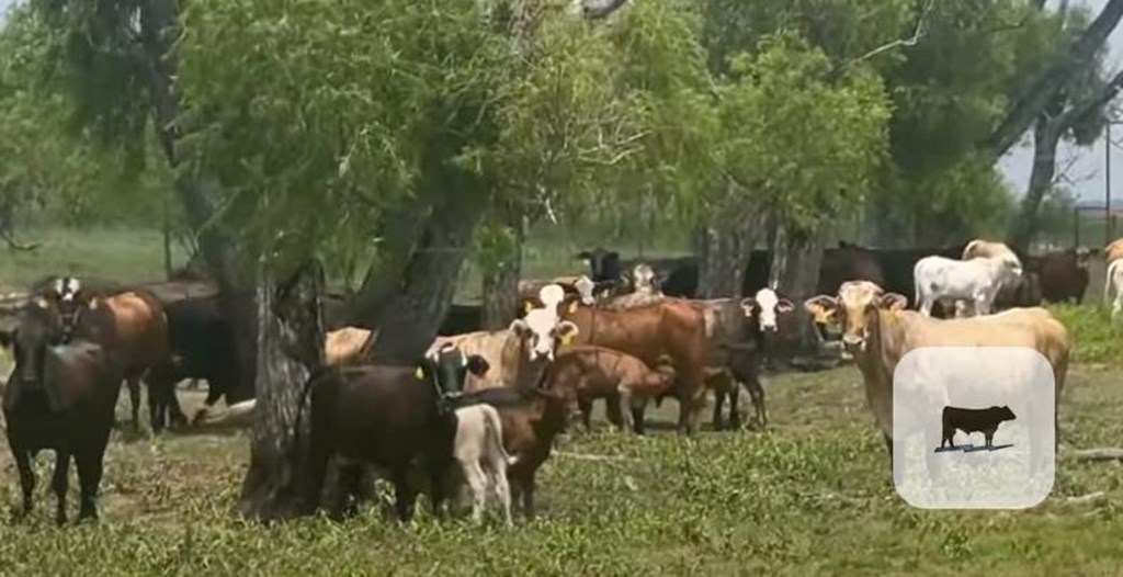 Cattle Range Listing Photo