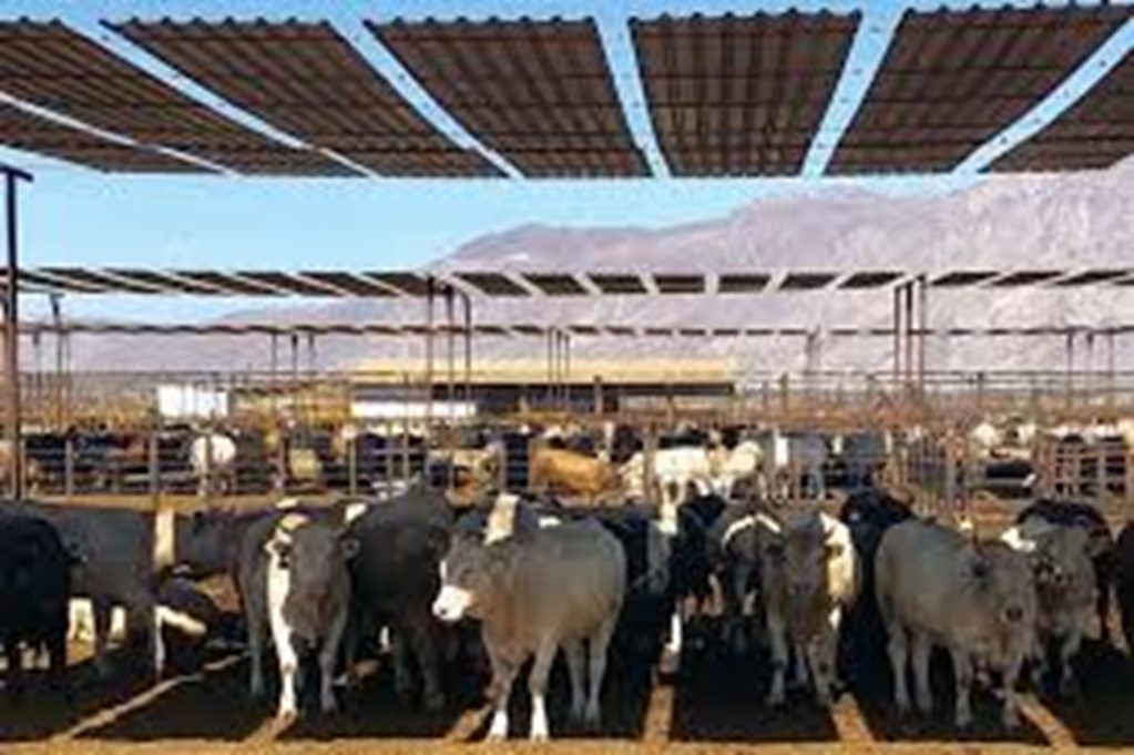 Former USDA Animal Inspector Sentenced for Accepting Bribes