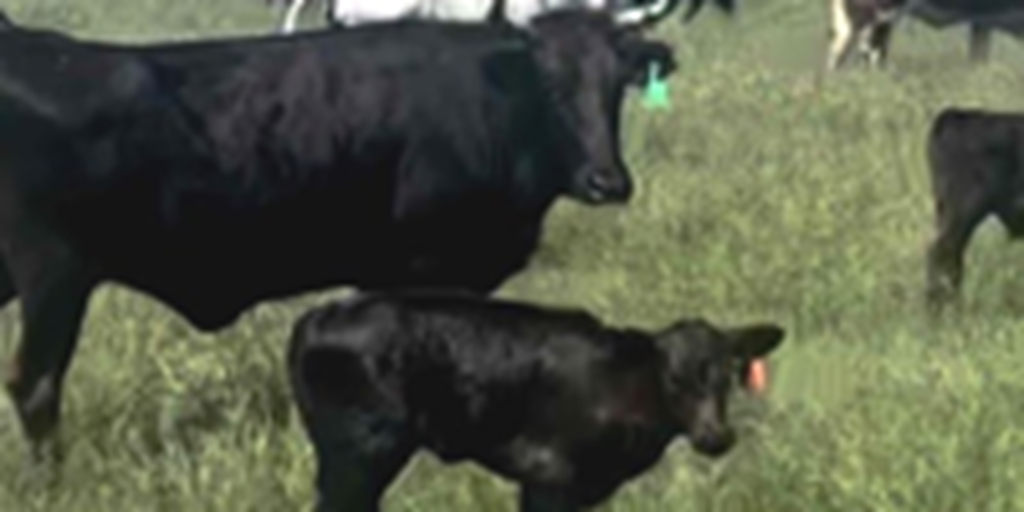 125	Corriente Cows w/ 10+ Calves... Central TX