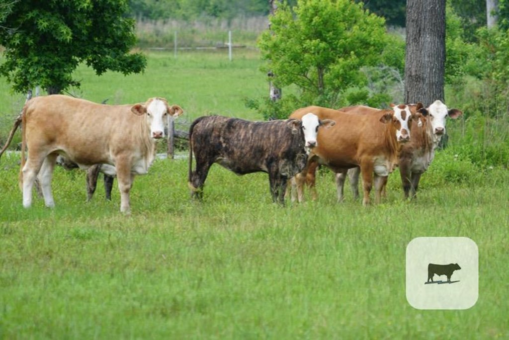 Cattle Range Listing Photo