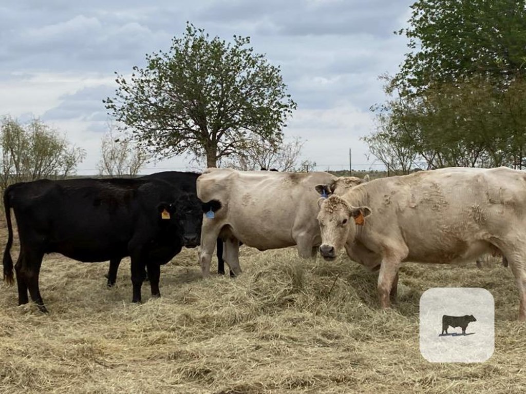 Cattle Range Listing Photo