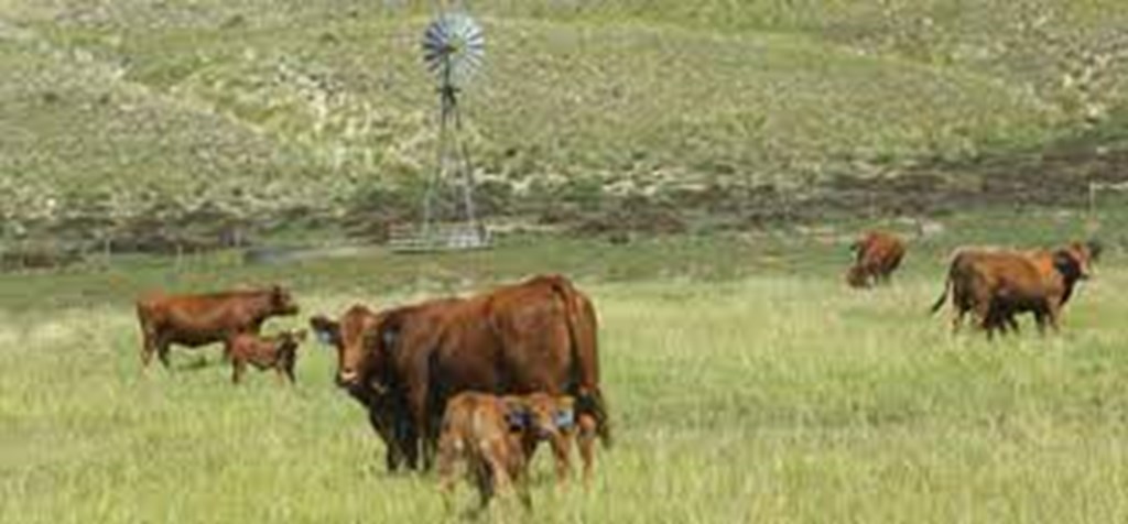 Preventing Grass Tetany in the Lactating Beef Cows this Spring