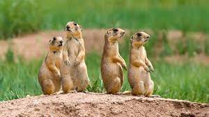 Livestock Weight Gains Affected by Prairie Dogs