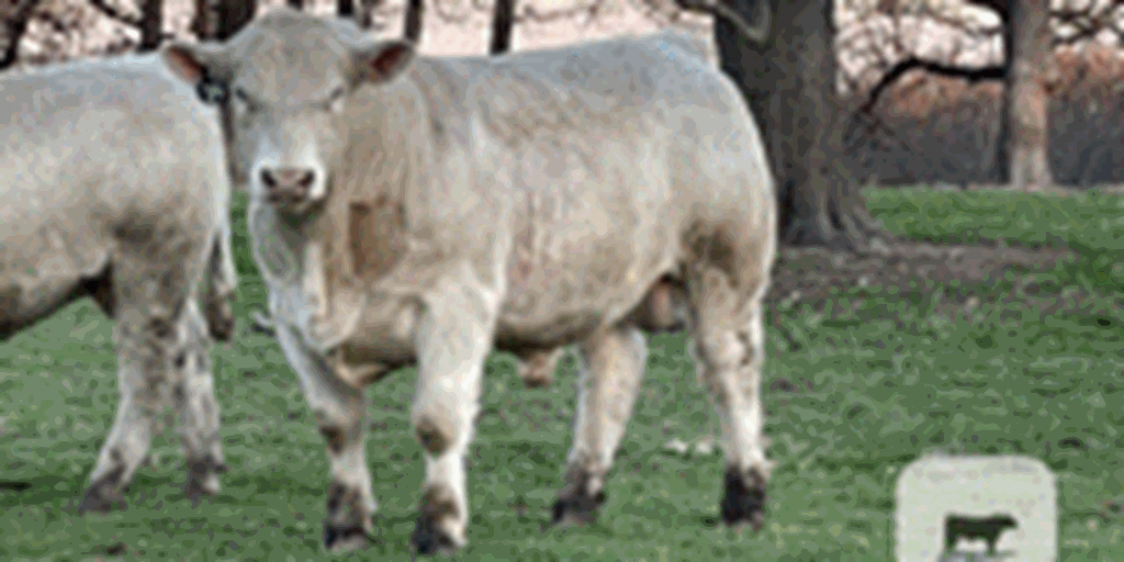 10 Charolais Bulls... Southwest LA