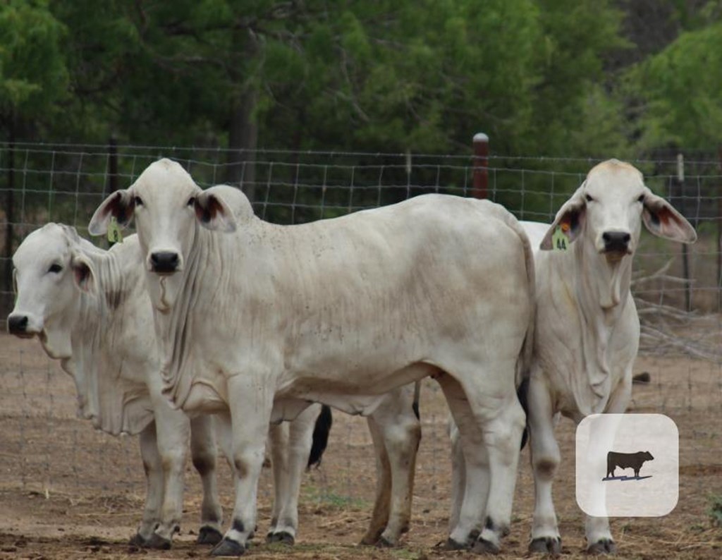 Cattle Range Listing Photo 6