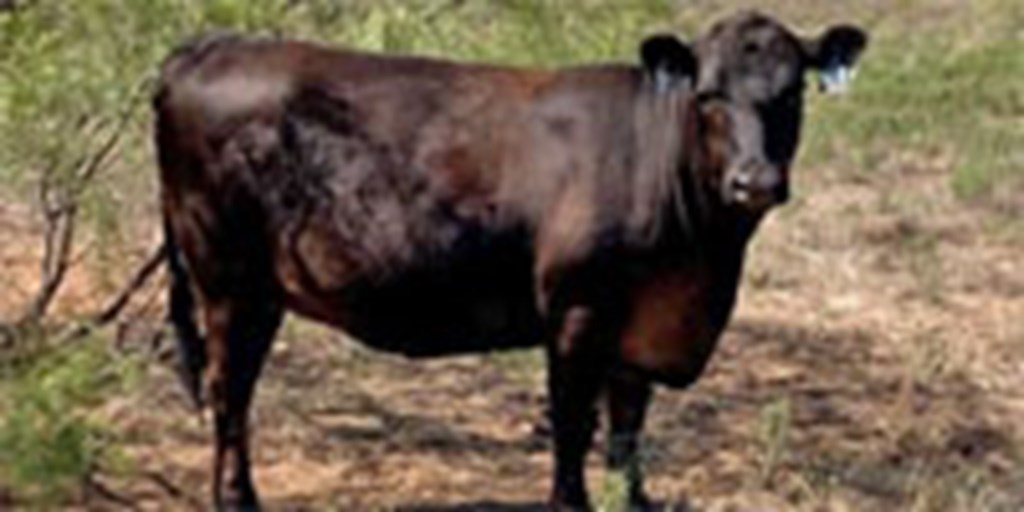 31 Angus Bred Heifers... North TX