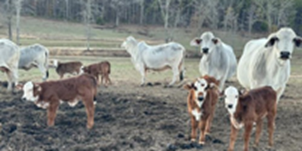 44 Reg. Brahman Cows w/ 11+ Golden Cert. Calves... Northwest AL