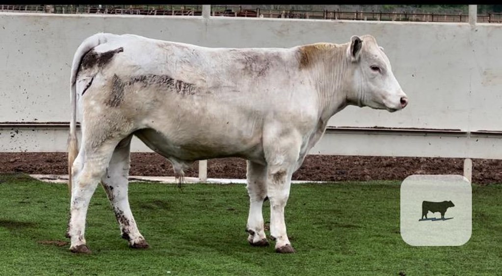 Cattle Range Listing Photo