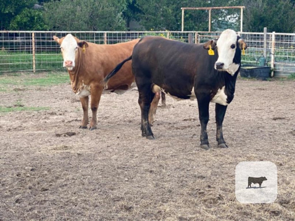 Cattle Range Listing Photo