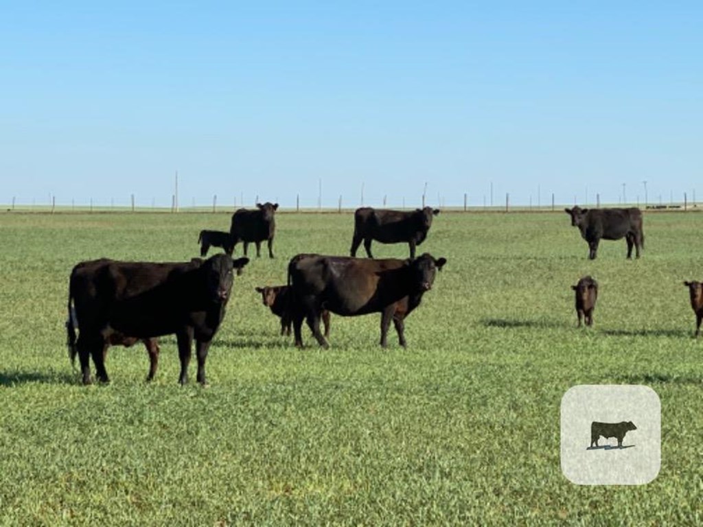 Cattle Range Listing Photo