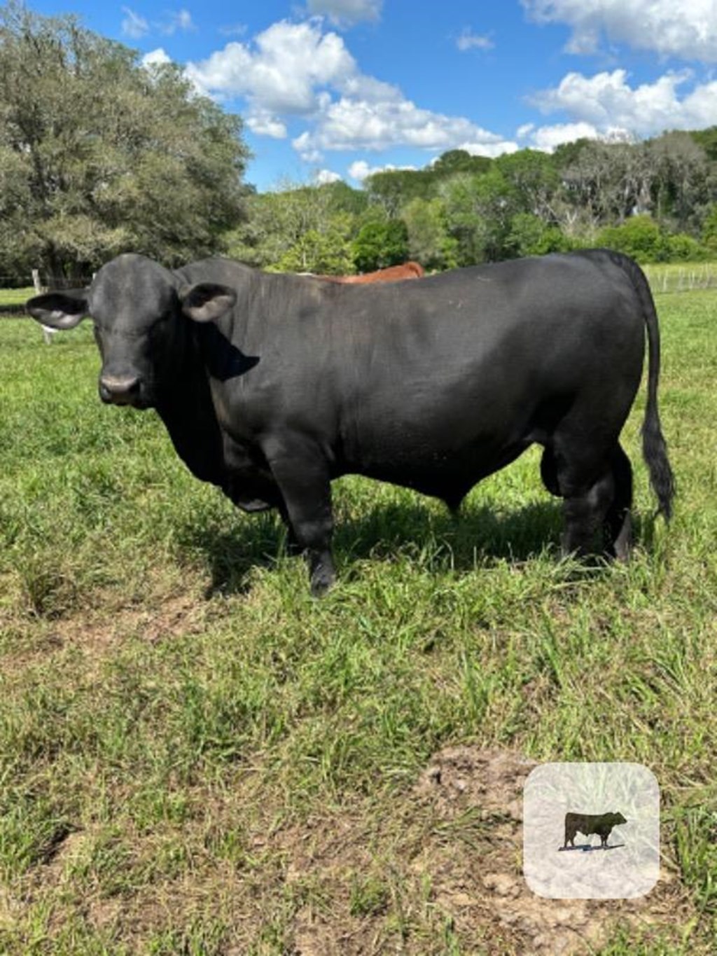 Cattle Range Listing Photo