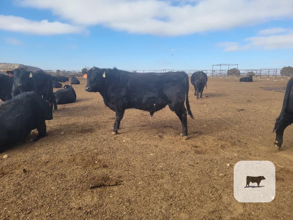 Cattle Range Listing Photo