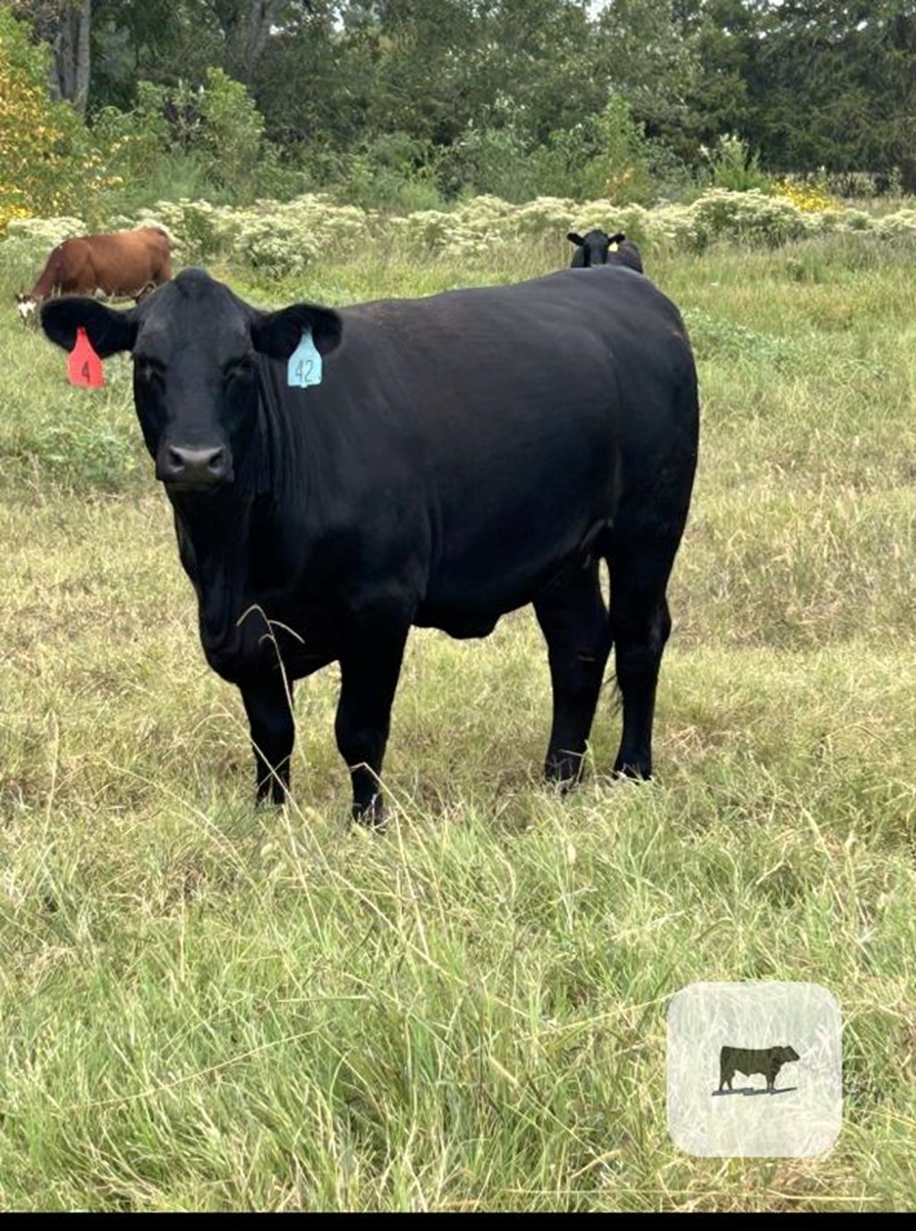 Cattle Range Listing Photo