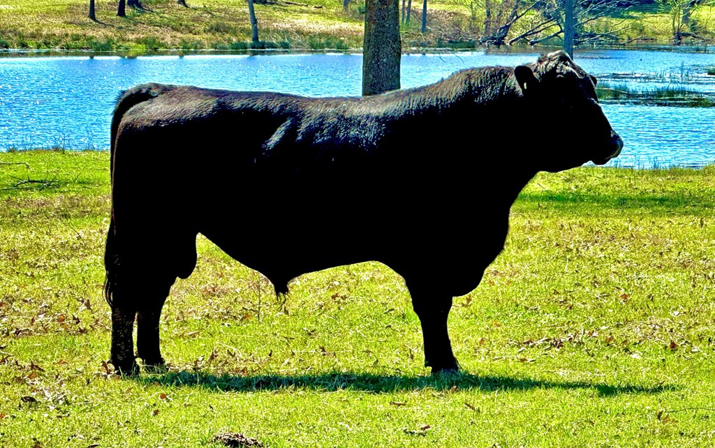 Cattle Range Listing Photo
