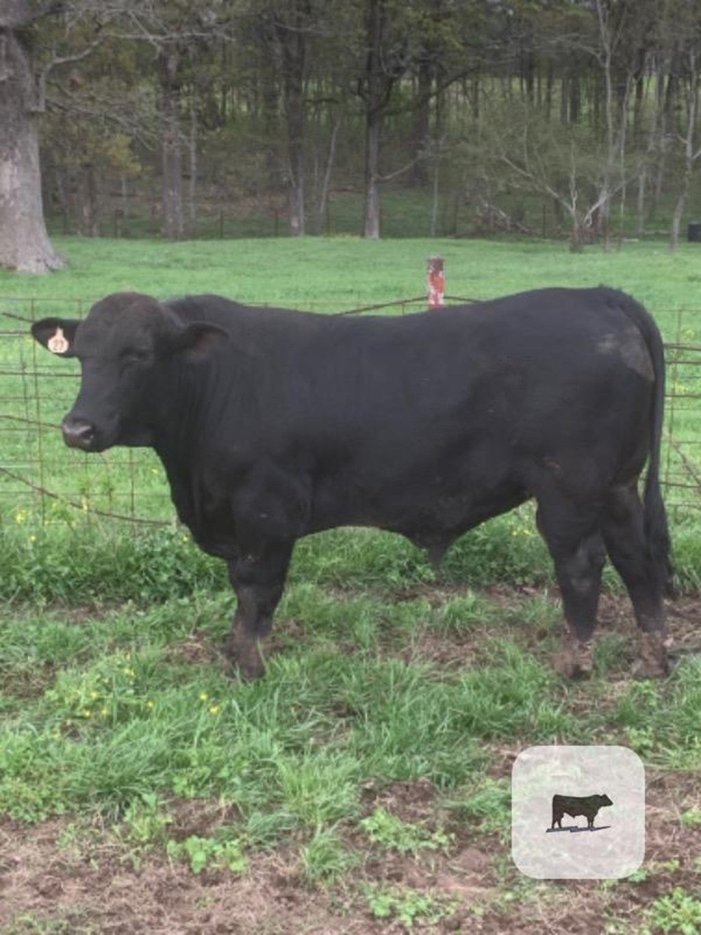 Cattle Range Listing Photo