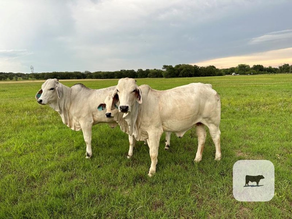 Cattle Range Listing Photo