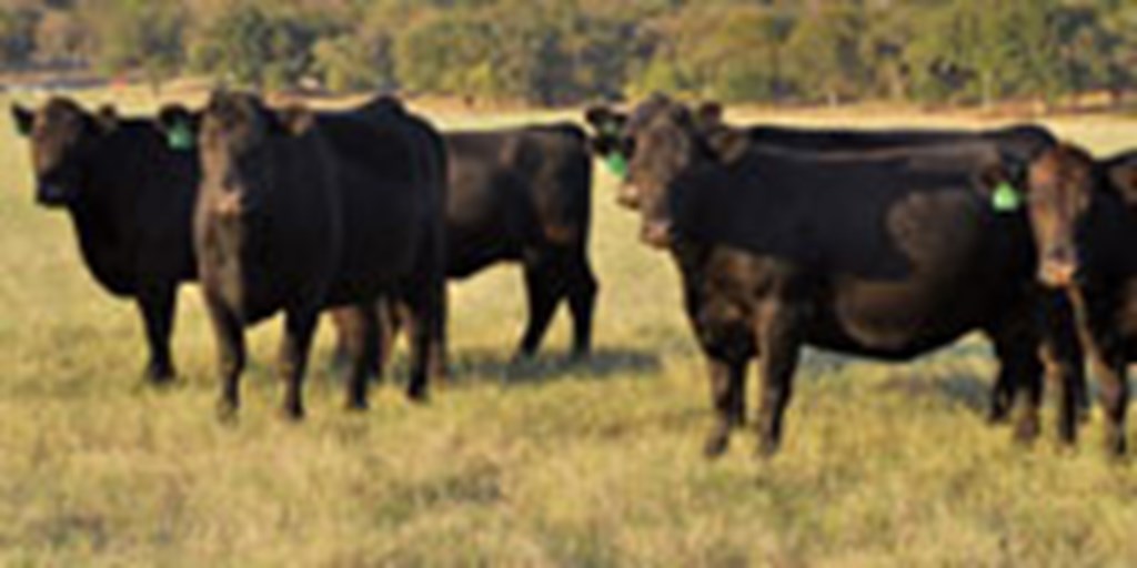 14 Angus Bred Cows... Central TX