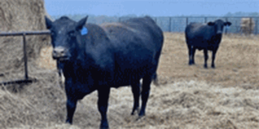 Listings Cattle Range
