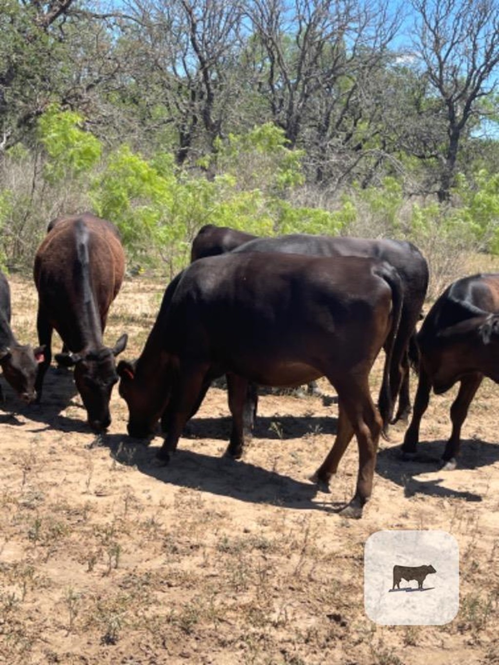 Cattle Range Listing Photo