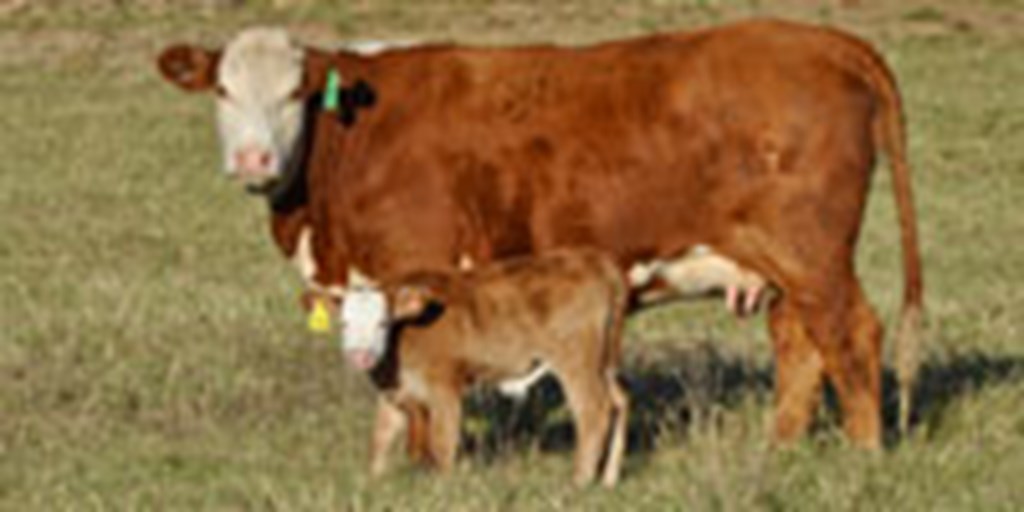 35 Tigerstripe/Hereford 'Red Baldy' 1st-Calf Pairs... Central TX