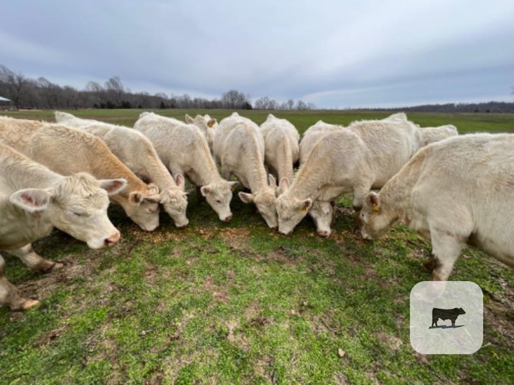 Cattle Range Listing Photo