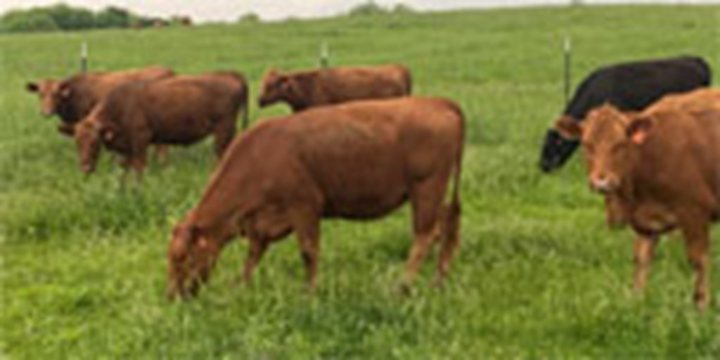 20 Red Angus Bred Heifers... S. Central MO