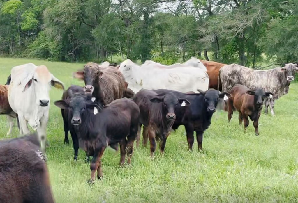 Cattle Range Listing Photo