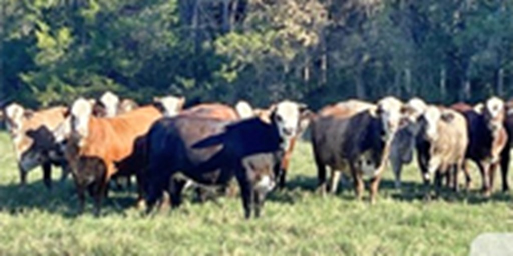 25 F1 Tigerstripe Bred Heifers... Central TX