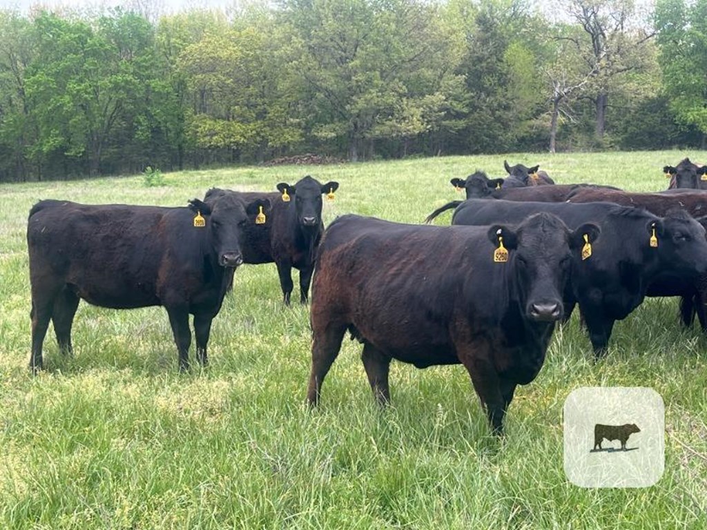Cattle Range Listing Photo