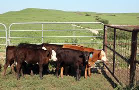 Managing Early Weaned Calves