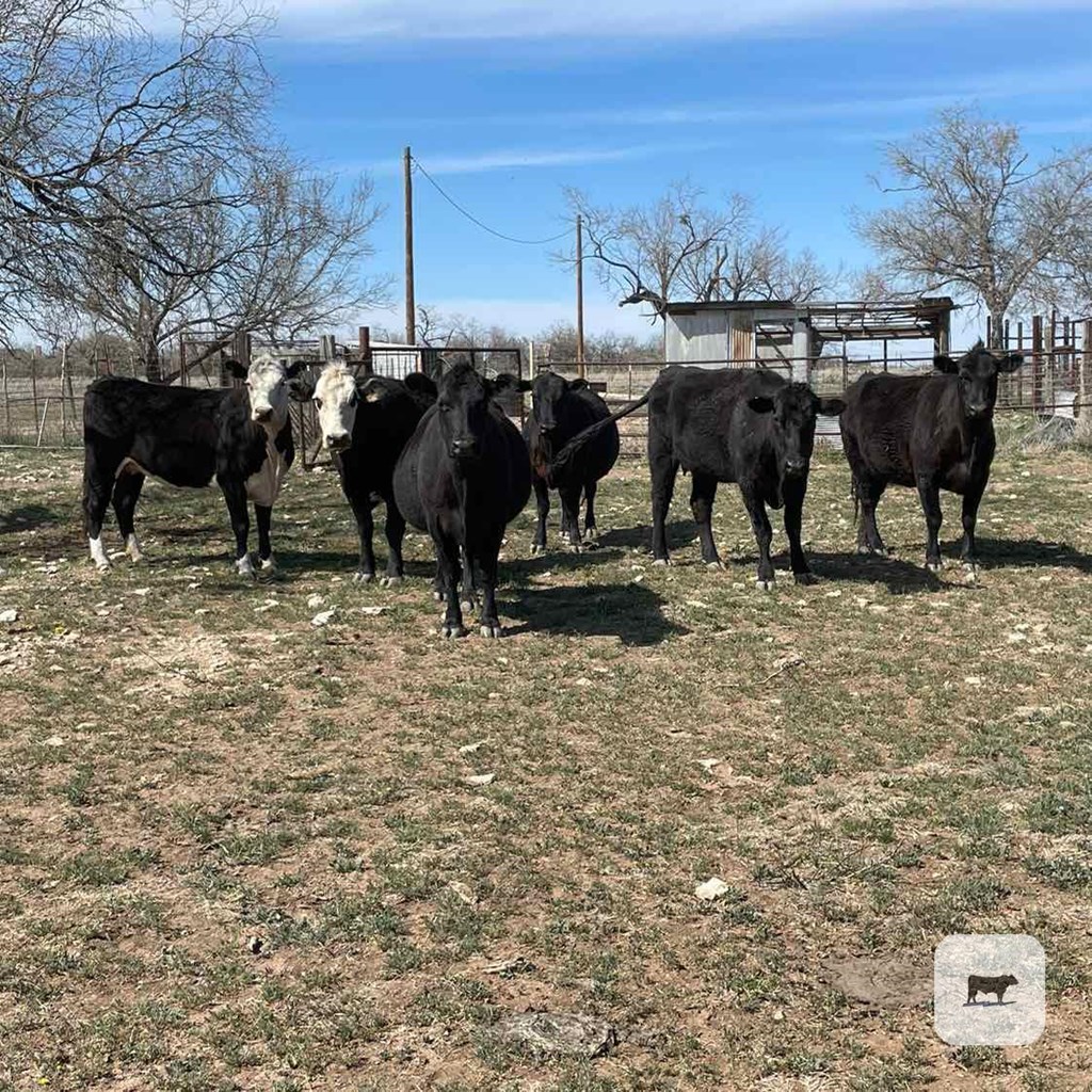 Cattle Range Listing Photo