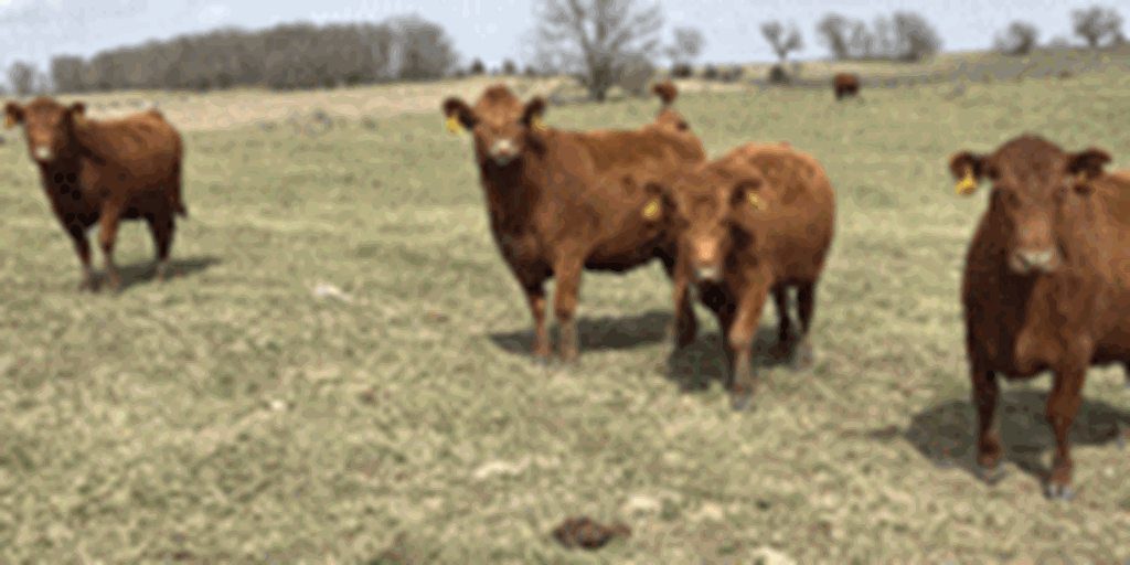 42 Red Angus & RWF Cows... Southwest MO