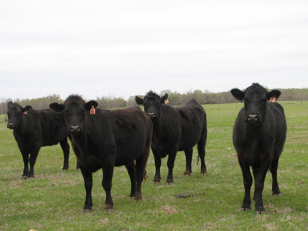 Cattle Range Listing Photo