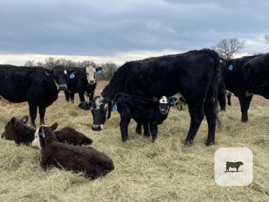 Cattle Range Listing Photo