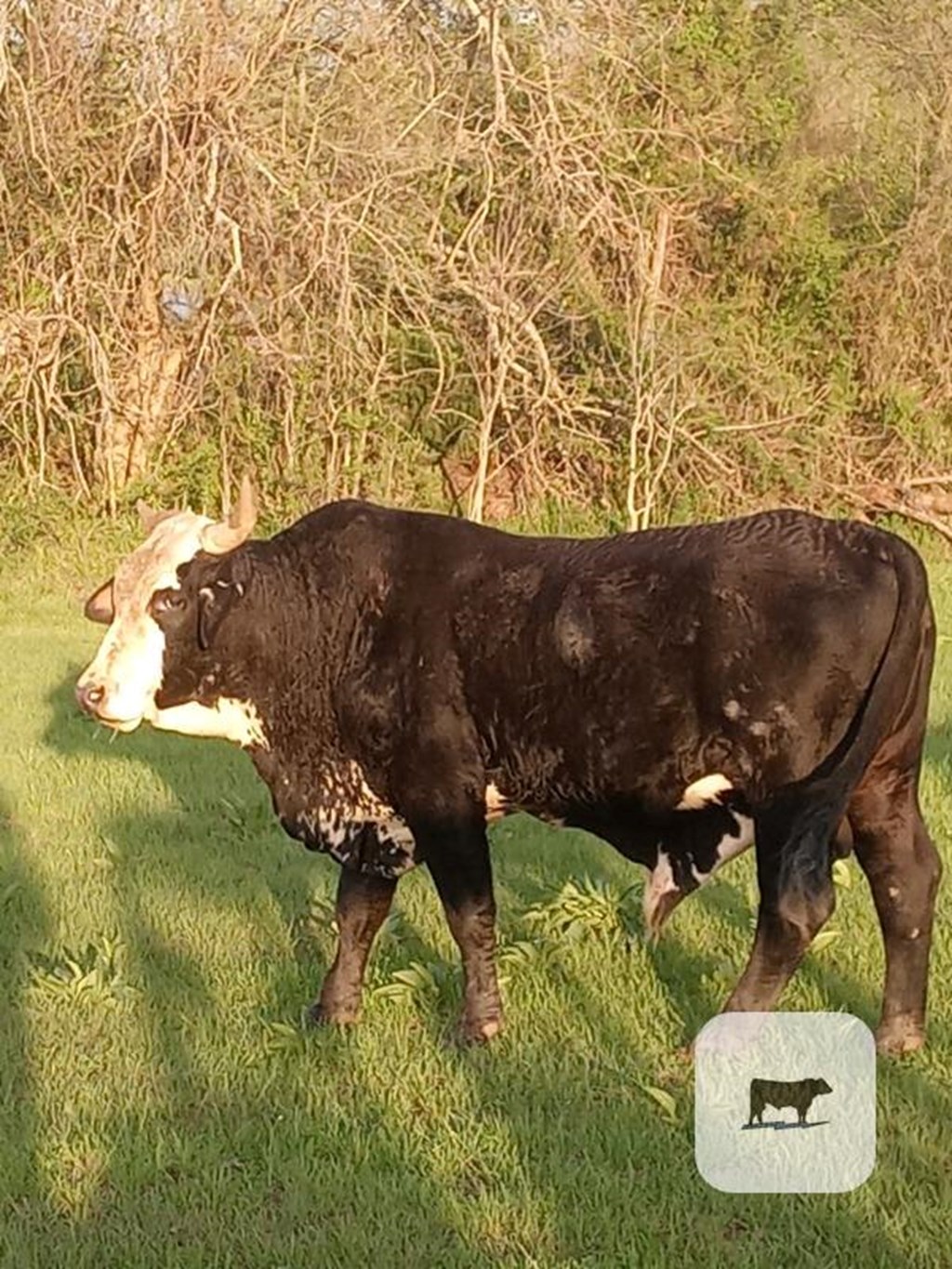 Cattle Range Listing Photo