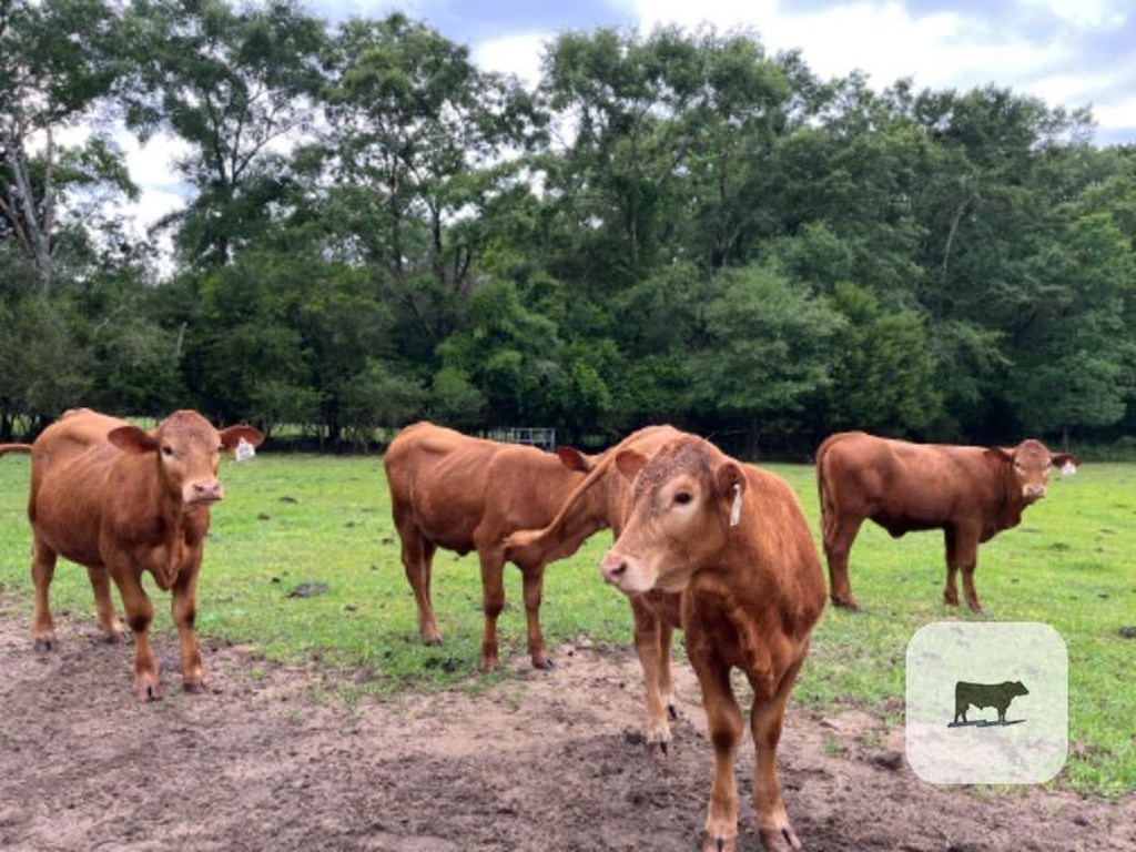 Cattle Range Listing Photo