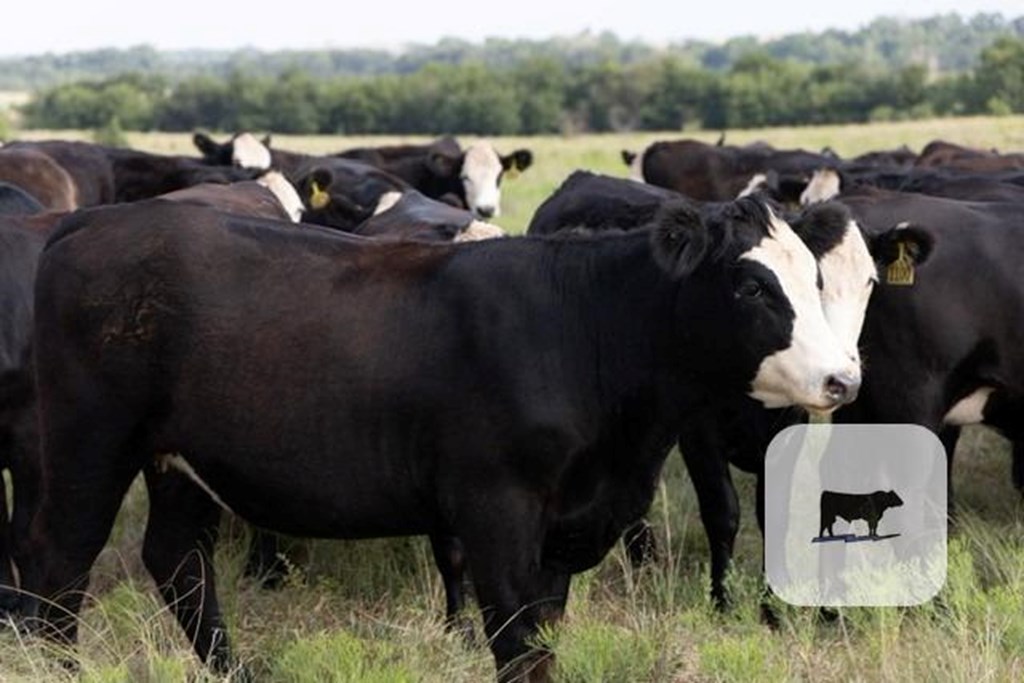 Cattle Range Listing Photo