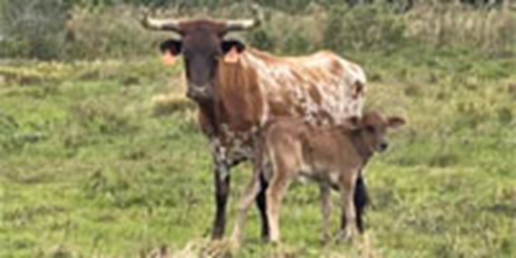 35 Longhorn/Corriente Pairs... Southern FL