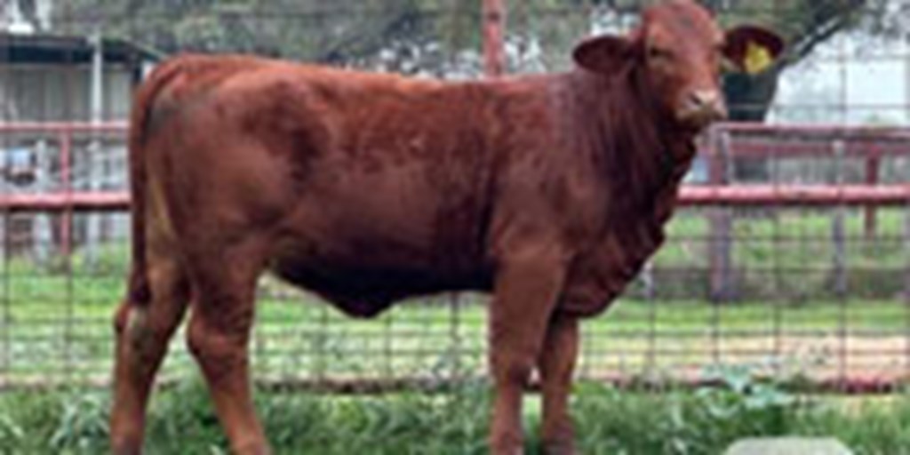 14 Reg. Beefmaster Rep. Heifers... South TX