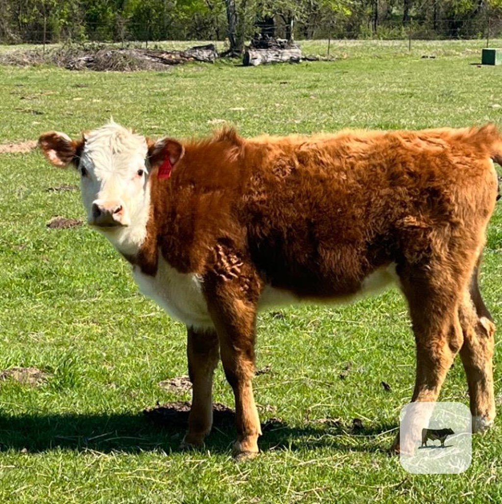 Cattle Range Listing Photo