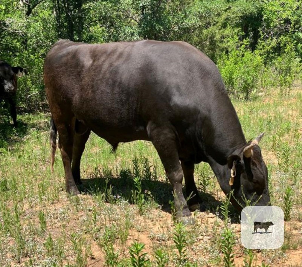 Cattle Range Listing Photo