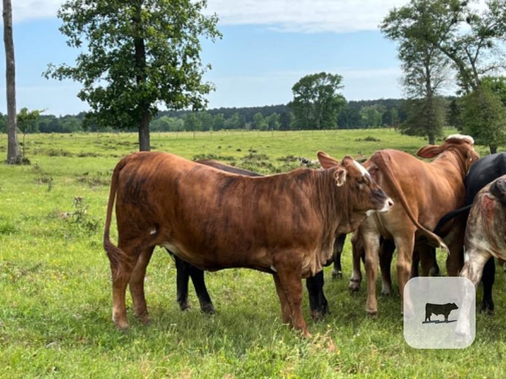 Cattle Range Listing Photo