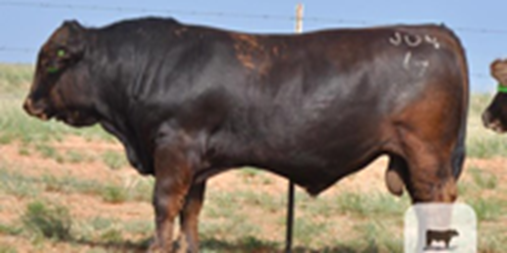 3 Reg. Braunvieh Bulls... TX Panhandle